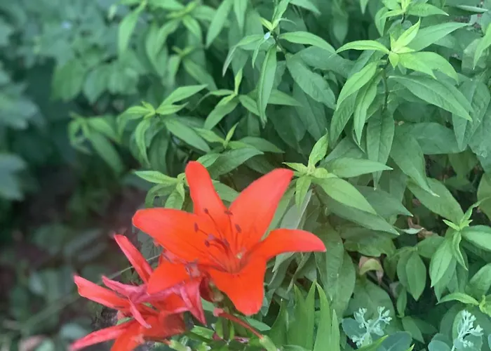 Апартаменты Maeekalda Garden With Private Sauna