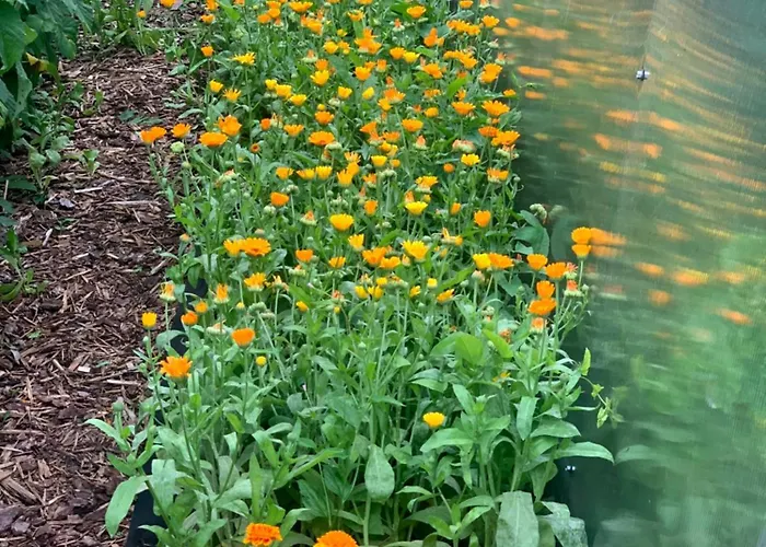 Апартаменты Maeekalda Garden With Private Sauna